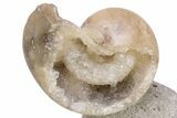 Fossil Nautilus (Aturia) - Crystal Filled #232740-4